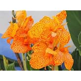 10PCS Yellow Canna Lily Indian Shot Canna Indica Flower Seeds Heirloom