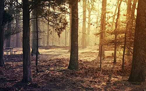 YOEG ART Forest of Life Wall Art Sunshine Landscape Decoration on Canvas Decor (24X38inch)