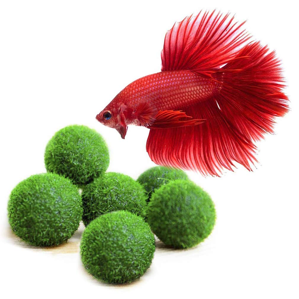 betta fish balls
