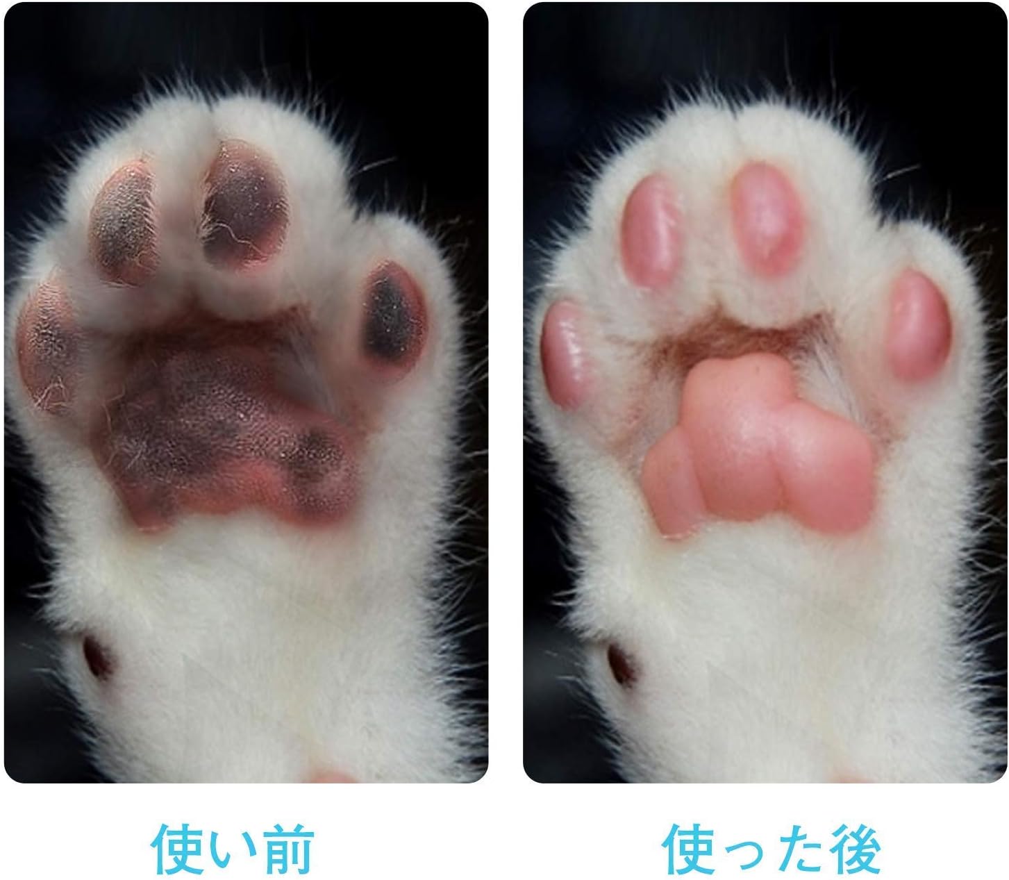 Amazon Co Jp 犬 足洗い 足洗いカップ ペット用 散歩便利グッ 清浄力3倍アップ 愛犬のお散歩帰りのかんたん足洗い L 家電 カメラ Amazon Co Jp 犬 足洗い 足洗いカップ ペット用 散歩便利グッ 清浄力3倍アップ 愛犬のお散歩帰りのかんたん足洗い L 家電 カメラ