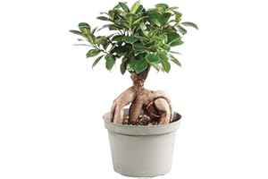 Brussel's Bonsai Live Gensing Grafted Ficus Indoor Bonsai Tree - Medium, 6 Years Old, 8 to 12 Inches Tall - Live Bonsai Tree in Grower Bonsai Pot