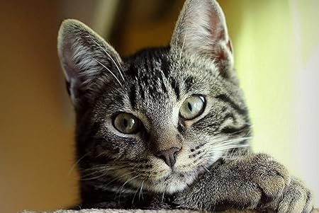 Amazon Co Jp A0 特大 ポスター 猫マズル縞模様目かわいい 壁紙ウォールステッカーポスター A0 11x841mm Generic