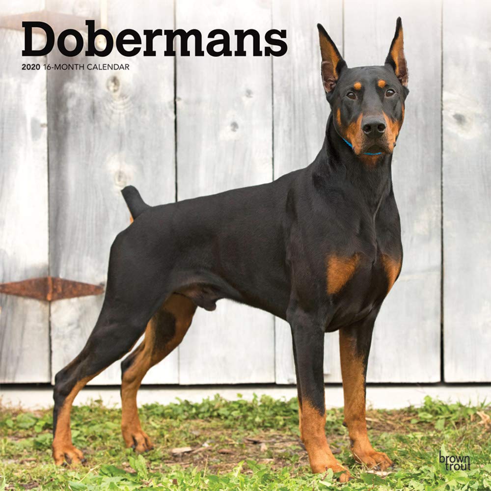 images of dobermans