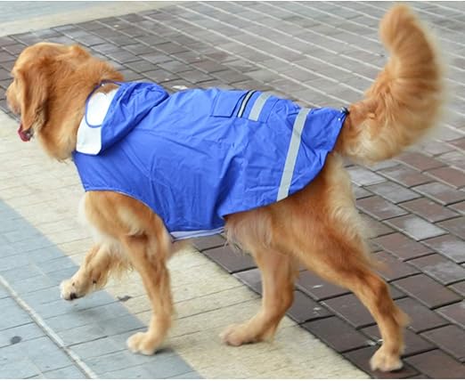 raincoat golden retriever