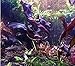 Echinodorus Aflame Amazon Sword Purple Knight Potted Live Aquarium Plants Decorations Aquatic by Mainam