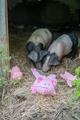 Petface Farmyard Buddies Crinkle Flat Pig Plush Dog Toy with Built-In Squeaker view 6