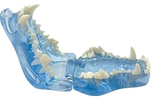 DLEVIKPG Blue Transparent Canine Feline Dog Cat Tooth Model Veterinary Education Tool for Animal Oral Anatomy Research Demonstration Prop Office Decoration for Vet Clinics, Schools Lab (Dog)
