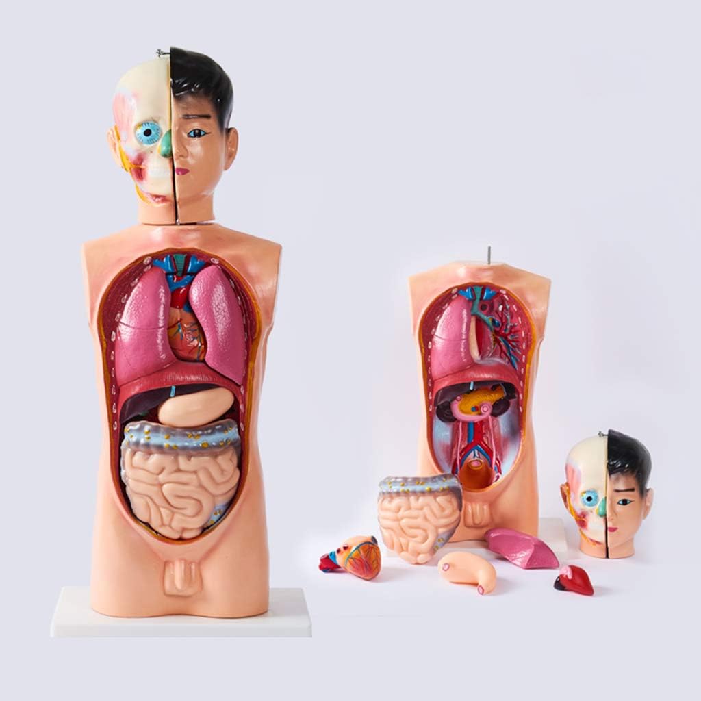 Wjh Human Torso Body Anatomy Model Medical Students Skeleton Visceral Male 62cm With Removable Brain And Heart For Class Students Teaching Suppliers Amazon Co Uk Kitchen Home Wjh Human Torso Body Anatomy Model Medical Students Skeleton Visceral Male 62cm With Removable Brain And Heart For Class Students Teaching Suppliers Amazon Co Uk Kitchen Home