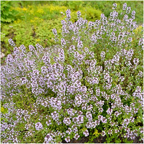 Seed Needs, Wild Creeping Thyme Seeds for Planting (Thymus serpyllum