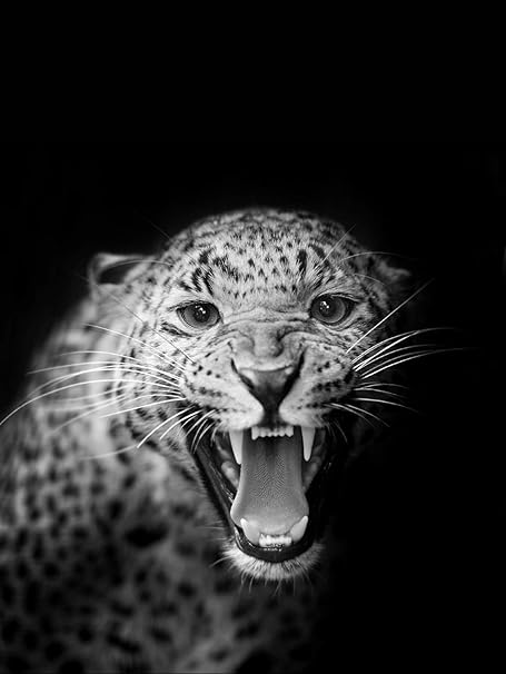 Xingmuzsh Pittura Decorativa Nordica Ghepardo Bianco E Nero Arte Soggiorno Camera Da Letto Portico Frameless Core 30x40cm Amazon It Casa E Cucina