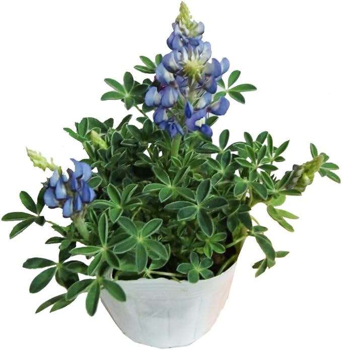 Amazon 花市場直送便 花苗 ルピナス ブルーボンネット 12入 Diy 工具 ガーデン