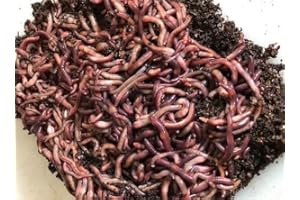 Surmen Legacy 250 Count Live Red Wiggler Composting Worms for Garden Soil or Fishing or Feed