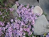 100 WALK ON ME CREEPING THYME Thymus Serpyllum Herb Flower Seeds
