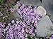 100 WALK ON ME CREEPING THYME Thymus Serpyllum Herb Flower Seeds