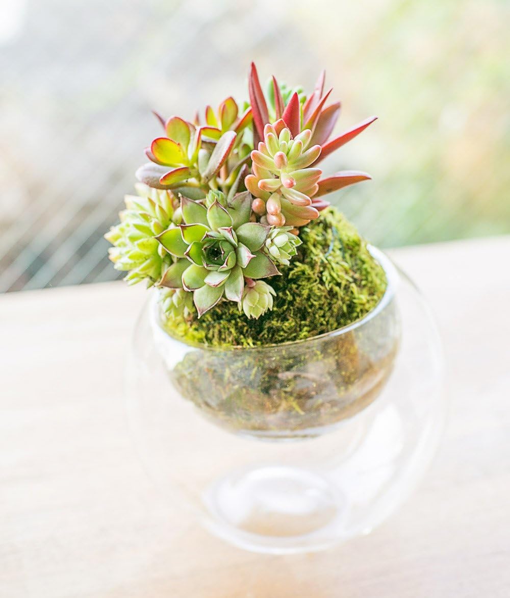 Amazon 多肉植物 寄せ植え Taniku コケ玉 Glasslabo Lサイズ 観葉植物 オンライン通販