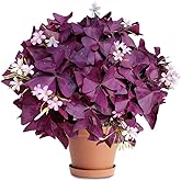 20 Pcs Purple Shamrock Bulbs for Planting Oxalis Triangularis Bulbs Lucky Lovely Flowers for Indoor Outdoor Gardening Easy to