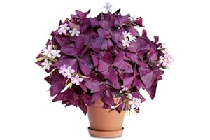 20 Pcs Purple Shamrock Bulbs for Planting Oxalis Triangularis Bulbs Lucky Lovely Flowers for Indoor Outdoor Gardening Easy to