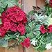 The Wreath Depot Belmont Silk Decorative Front Door Wreath 24 Inch, Full Handcrafted Spring Wreath, Designed in USA, Beautiful White Gift Box,