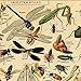 Vintage Poster Print Art Insects Identification Reference Species Collection Entomology Diagram Chart Wall Decor (20.87'' x 31.5'')