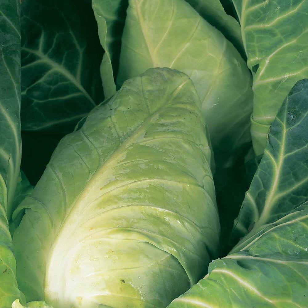 PREMIER SEEDS DIRECT - CABBAGE DURHAM EARLY 5 GRAM ~ 1750 FINEST SEEDS SPRING GREENS, 10 gram