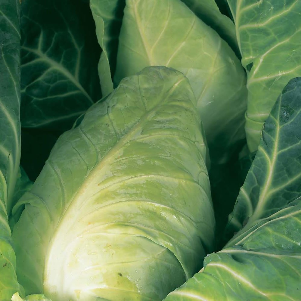 PREMIER SEEDS DIRECT - CABBAGE DURHAM EARLY 5 GRAM ~ 1750 FINEST SEEDS SPRING GREENS