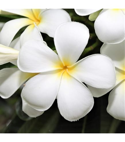 Amazon.com : White Plumeria Slip Grown on Big Island Hawaii G4