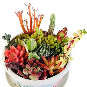 Live Succulent Cuttings 10 Assorted Varieties Beginners Succulents, No 2 Cuttings Alike, Great for Terrariums, Mini Gardens, and as Starter Plants