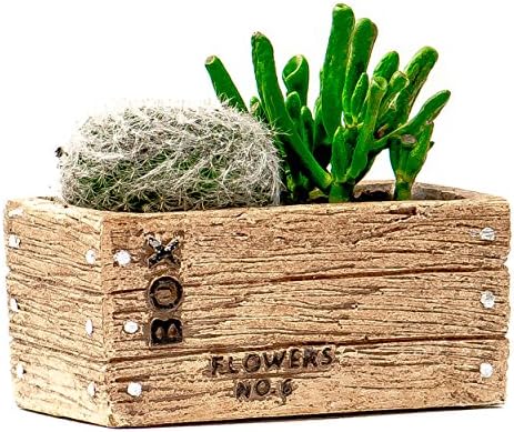 Succulent Planter / Cactus Planter. 5.75 Inch Tan Cement Flower Box Container - by TERRARIUMS FOR SALE