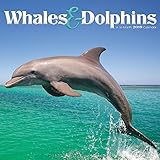 2019 Whales & Dolphins Wall Calendar by 