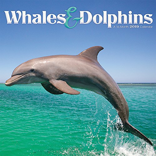 2019 Whales & Dolphins Wall Calendar by Trends International
