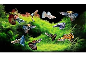 PLANTS N FINS Live Guppies - Guppy Pair (2) Pack Assorted Color Live Aquarium Guppy Fish - 1 Male, 1 Female