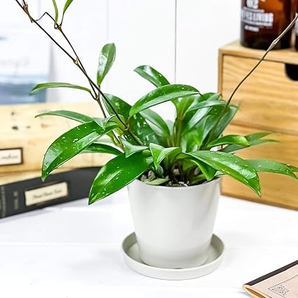 Amazon Co Jp 観葉植物 ホヤ プビカリクス シルバーピンク 3 5号鉢 受け皿付き 育て方説明書付き Hoya Pubicalyx Silver Pink 多肉植物 ガガイモ サクララン 桜蘭 Diy 工具 ガーデン