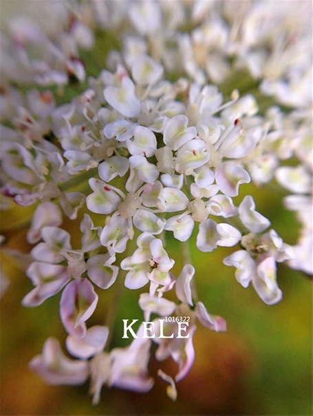 Amazon Co Jp 100個 パック最低価格 アンジェリカシネンシス ダンググイ 薬草diy家庭花盆栽 ホーム キッチン