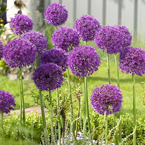 Allium Gladiator - 20 Flower Bulbs - Buy in Bulk and Save from Longfield Gardens