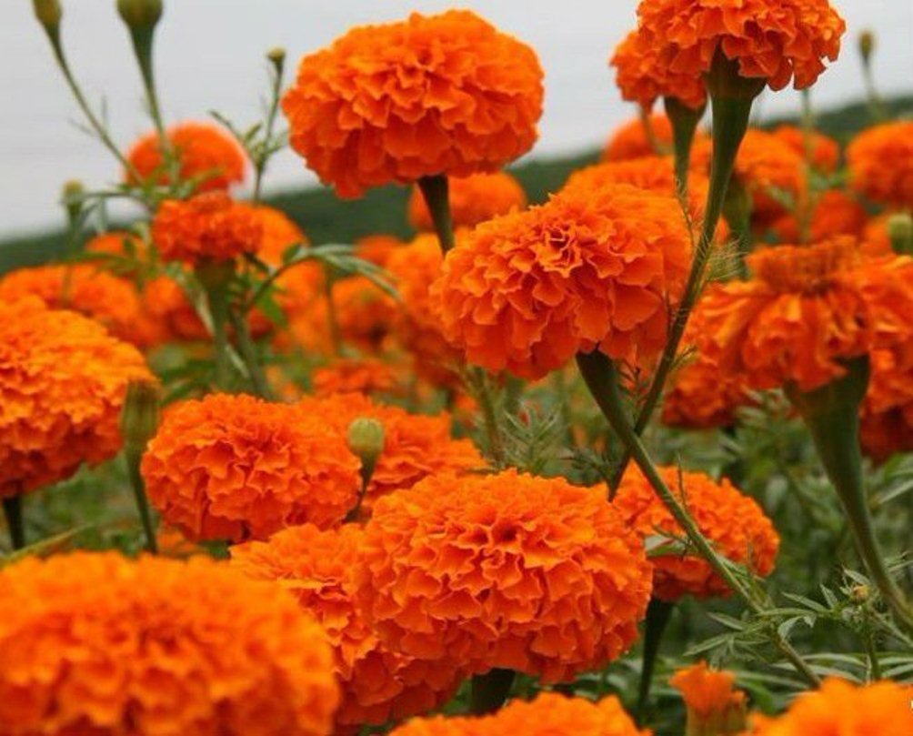 Creative Farmer Flower Seeds African Marigold Seeds Orange Flower Seeds For Organic Farming India 100 Seeds Amazon In Garden Outdoors