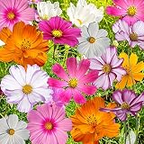 Bulk Package of 7,000 Seeds, Crazy Mix Cosmos (Cosmos bipinnatus) Non-GMO Seeds by Seed Needs