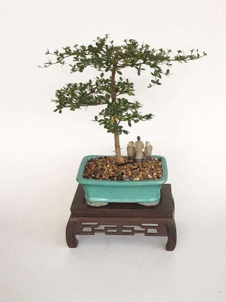 1 Black Olive - Bonsai Live Tree in a Bonsai Pot, Indoor Outdoor - Live Plant (with heatpack)