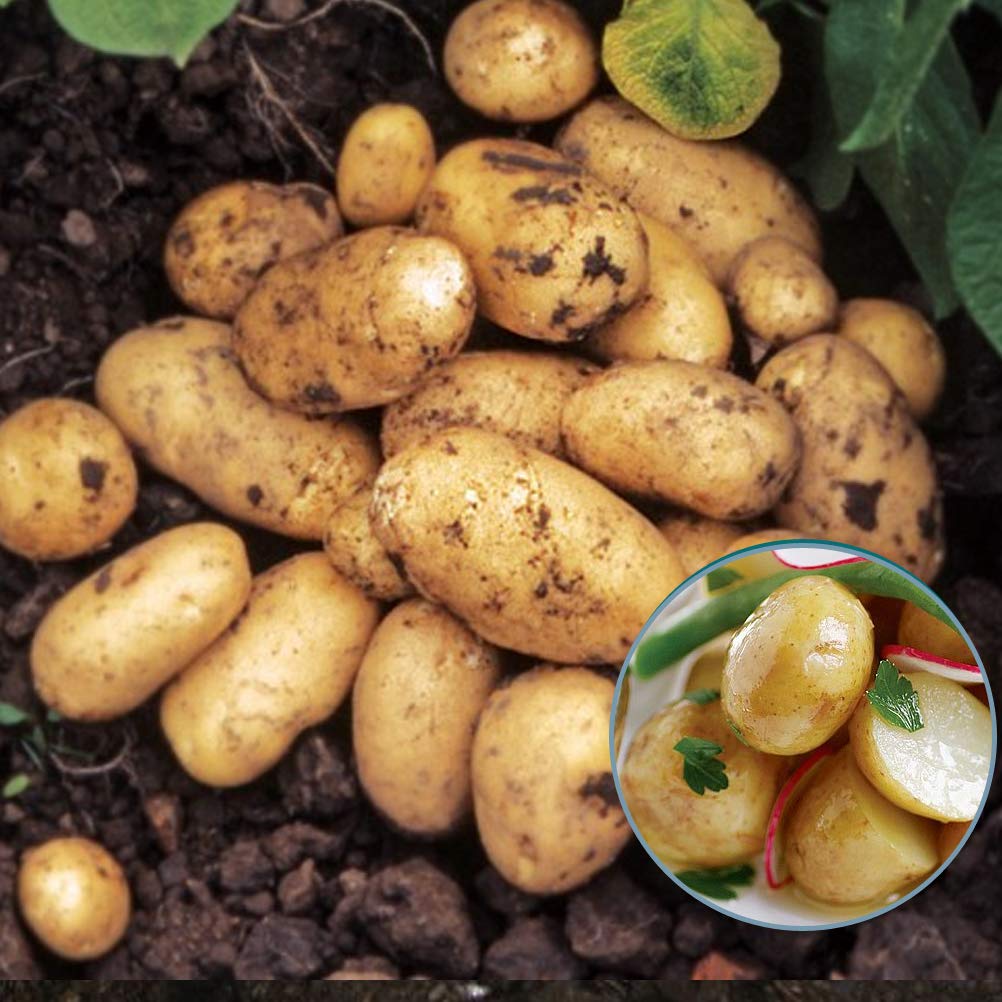 10 x Seed Potatoes Pentland Javelin- Produce Good Yields- Tasty in Salads, Boiling or Steaming- Grow in Your Beautiful Vegetable Garden Today