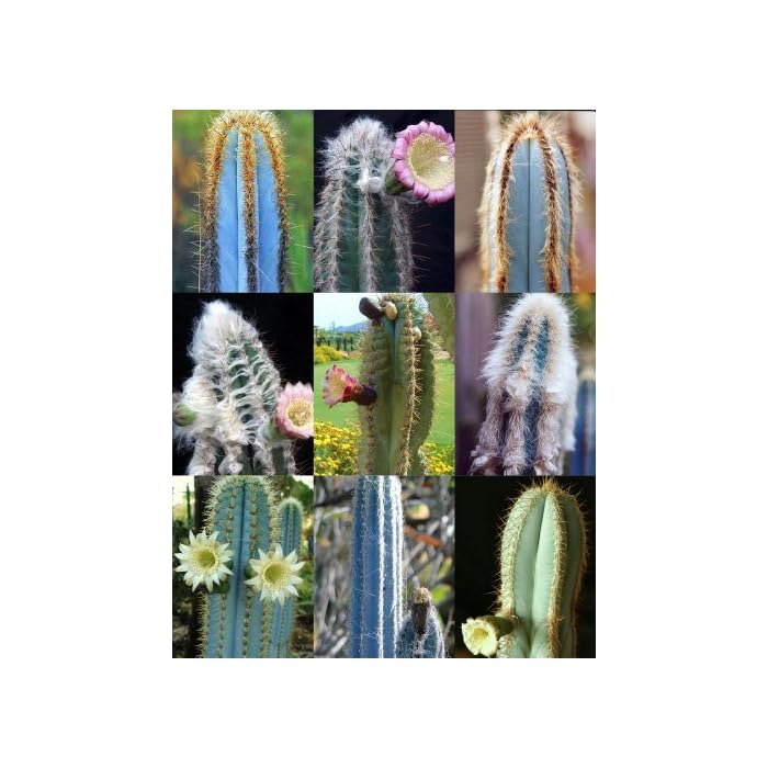 Buy Pilosocereus Cactus Mix Sold By EXOTIC CACTUS Cacti Rare Succulents