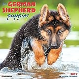 Just German Shepherd Puppies 2017 Wall Calendar (Dog Breed Calendars)