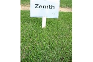 KVITER Zenith Zoysia (Zoysia Zenith) Grass Seeds 1/8 Lb
