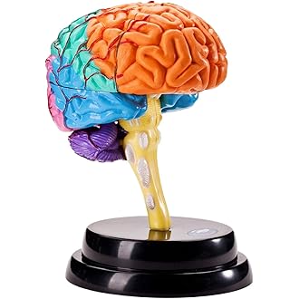 Cérebro Humano 3D