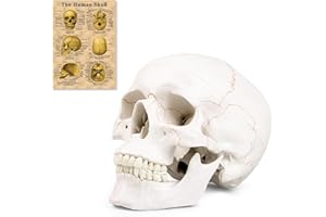 BUYIFY Human Skull Anatomical Model, Life-Sized Human Skull Anatomy Model with Hand-Painted Lines, Include 3 Separable Parts Detachable Skull Cap Movable Jaw