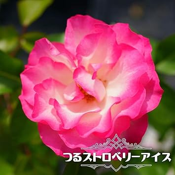 Amazon バラ苗 つるストロベリーアイス 7号スリット大苗 つるバラ 四季咲き ピンク 強健 バラ 苗 つるばら 薔薇 花