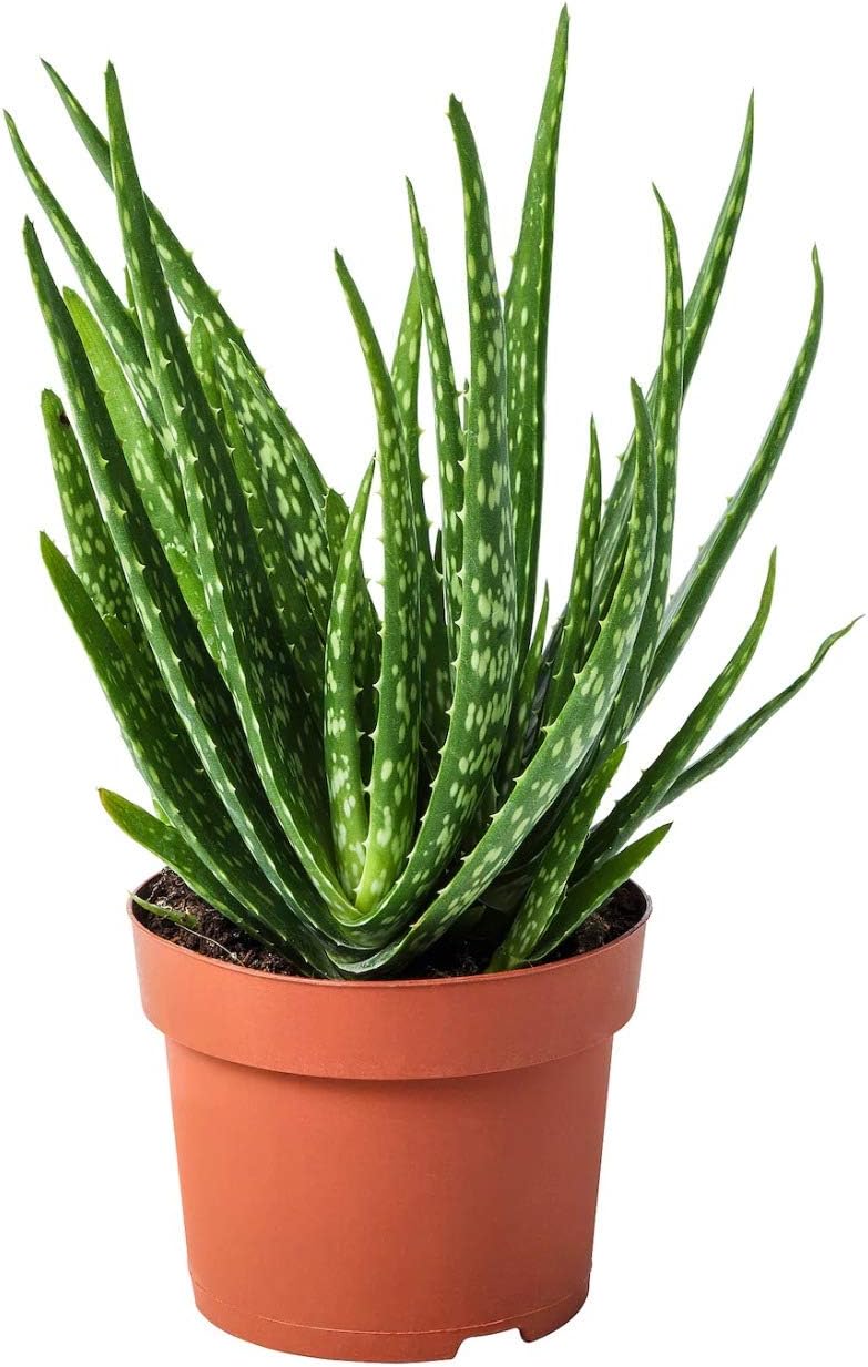 Aloe Vera Air Purifying Live Plant Indoor/OutdoorHouse and Office