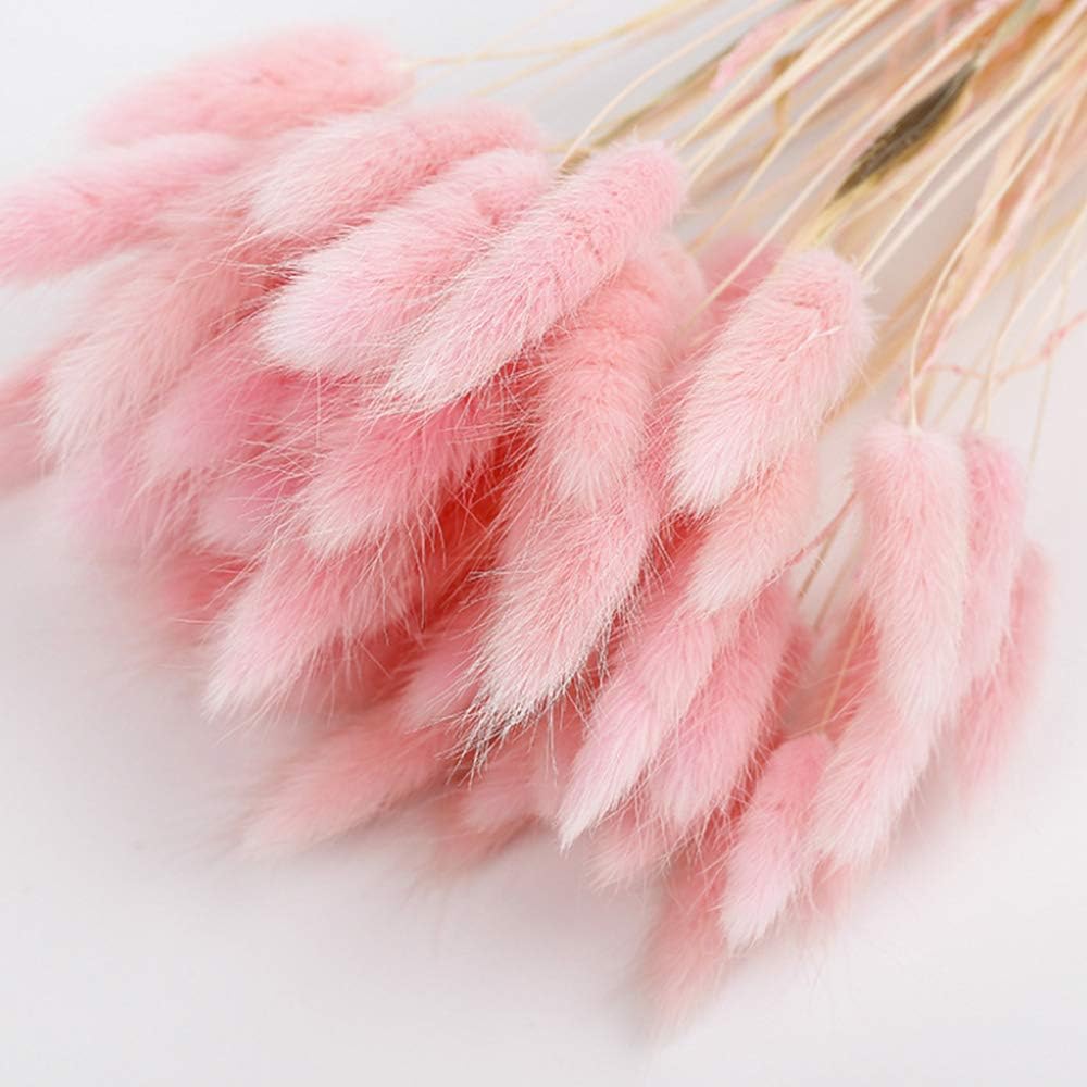 TRvancat Natural Dried Lagurus ovatus 50pcs, Flower Arrangements Wedding Home Decor(pink2)