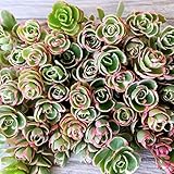 Cal Summer Garden 50+ Sedum Spurium Tricolor Unrooted Cuttings Fast to Root Ground Cover Stonecrop Succulents