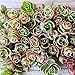Cal Summer Garden 50+ Sedum Spurium Tricolor Unrooted Cuttings Fast to Root Ground Cover Stonecrop Succulents