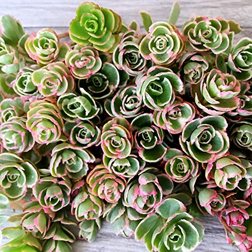 Cal Summer Garden 50+ Sedum Spurium Tricolor Unrooted Cuttings Fast to Root Ground Cover Stonecrop Succulents Cal Summer Garden 50+ Sedum Spurium Tricolor Unrooted Cuttings Fast to Root Ground Cover Stonecrop Succulents