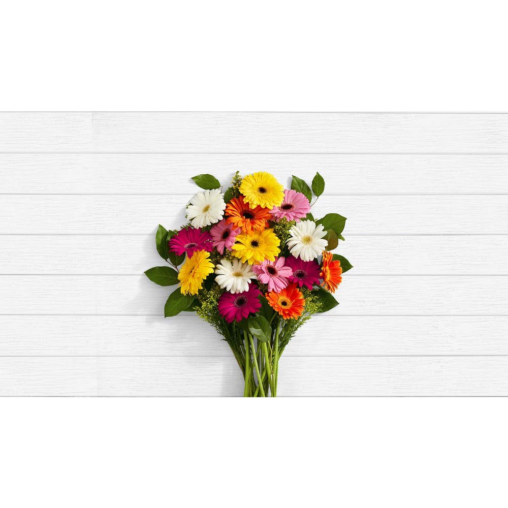 100 Free Gerbera Daisy Daisy Photos Pixabay